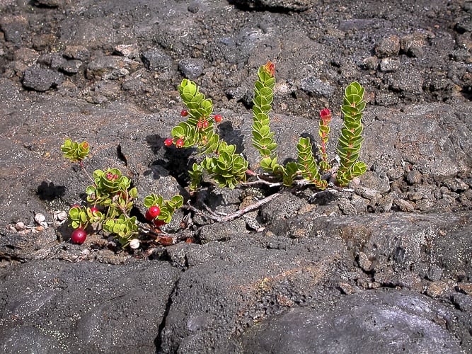 Vegetation growing from lava rock