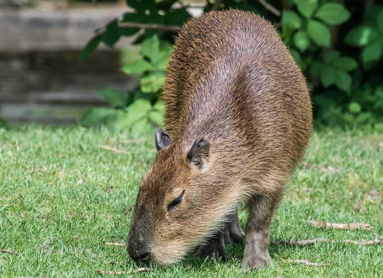 Capybara