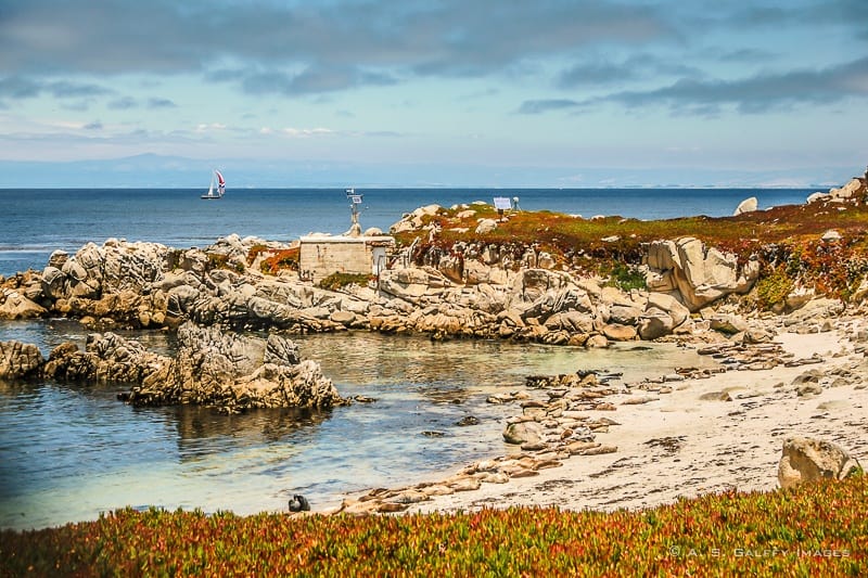 sea lions on the 17-mile drive Los Angeles to San Francisco