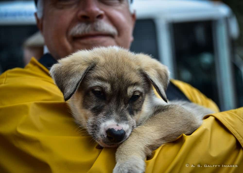 a future iditarod sled dog