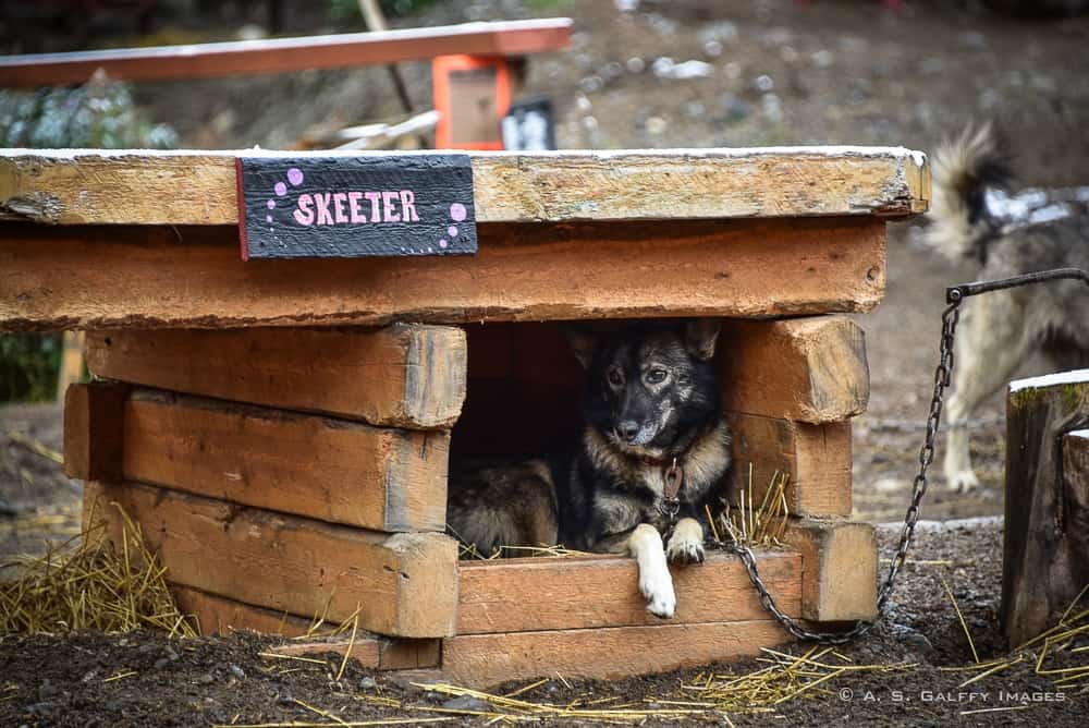 Iditarod sled dog in his cage