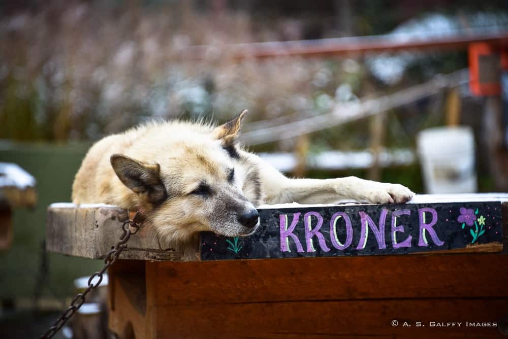 Iditarod sled dog resting