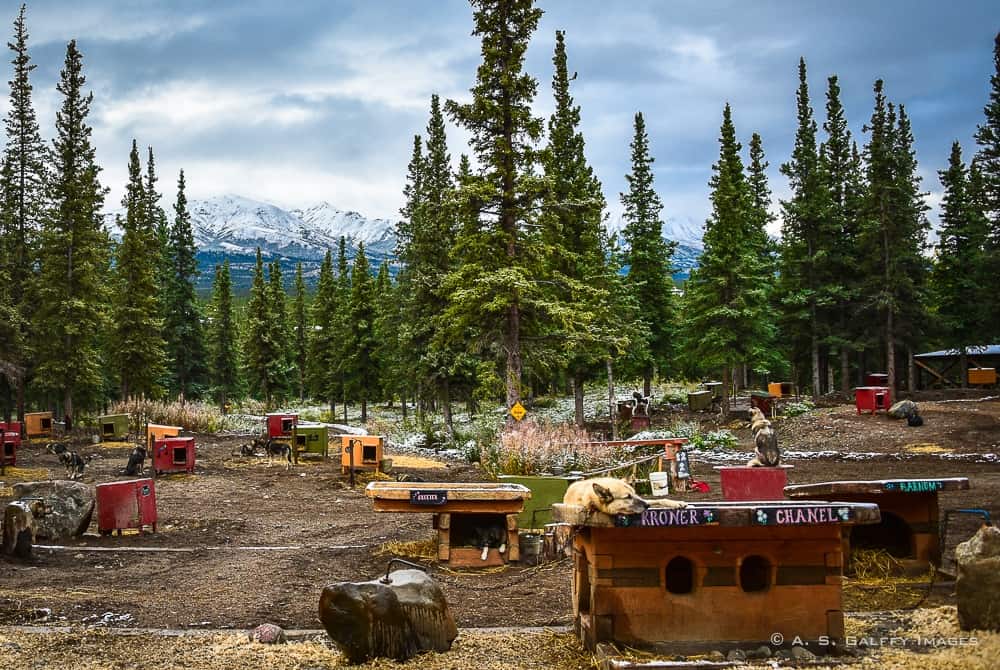 The Husky Homestead where the Iditarod sled dogs are raised