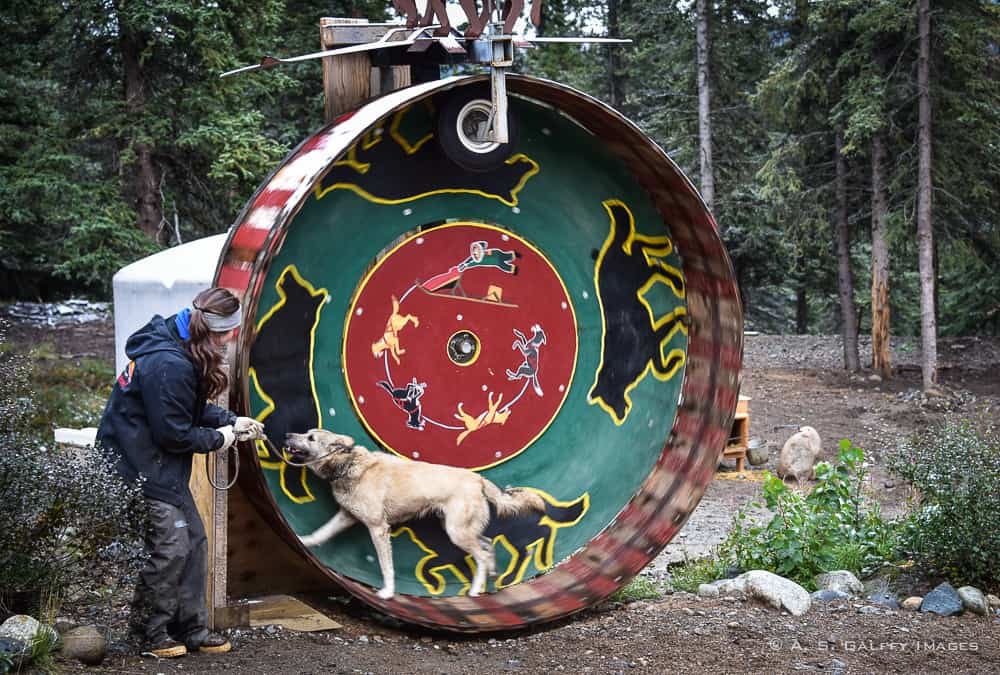 Iditarod sled dog at training