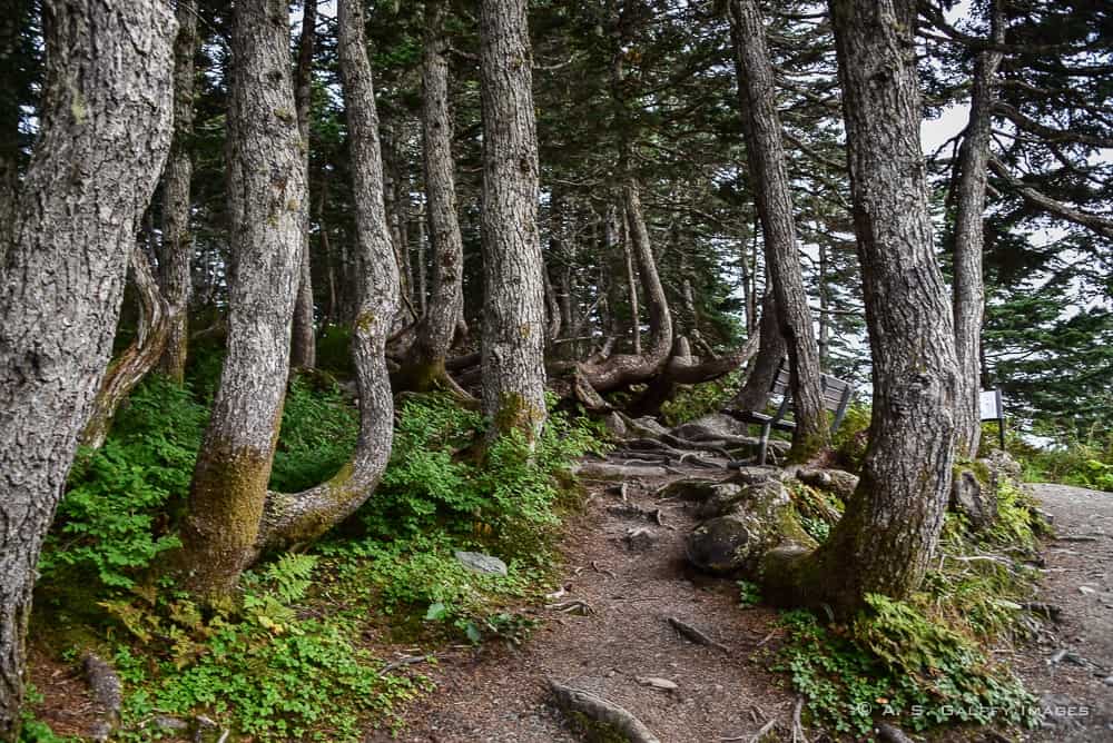 waking through the forest