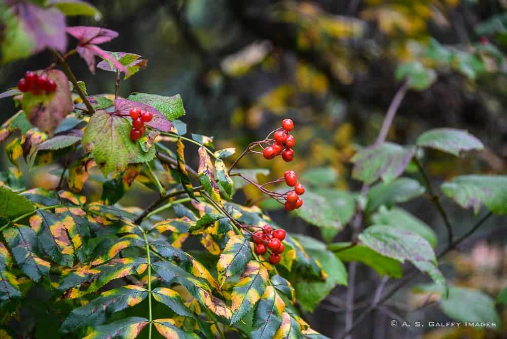 Plants in Alaska