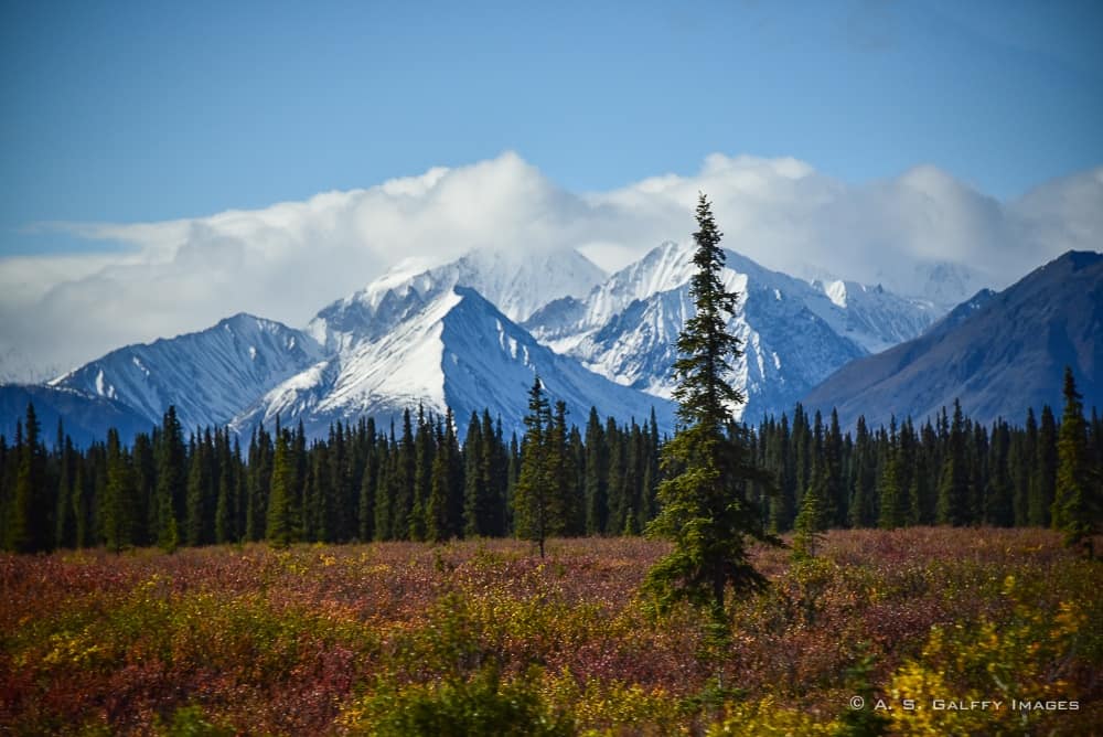 View of Denali