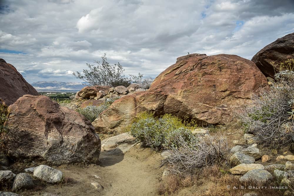 the Sonoran Desert