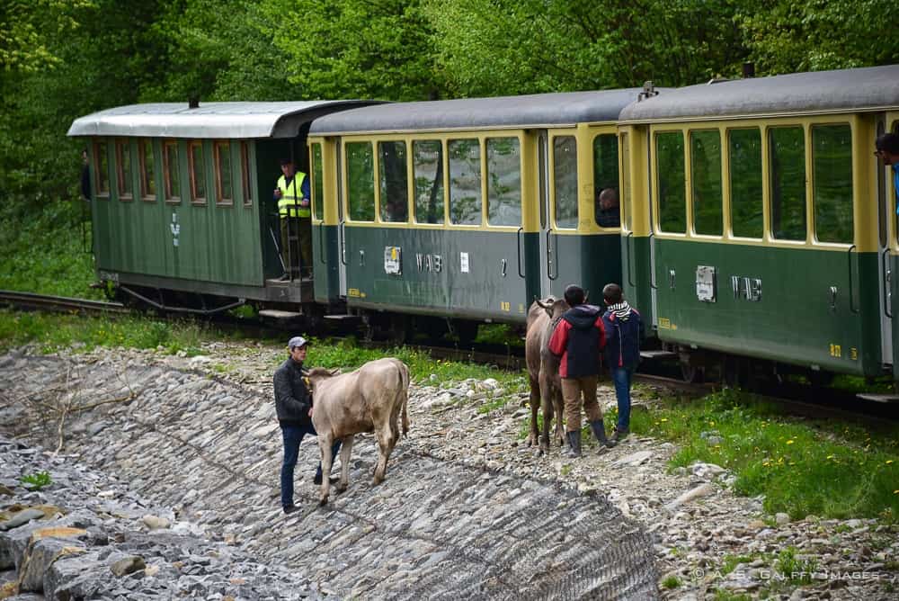 locals watching the train pass by