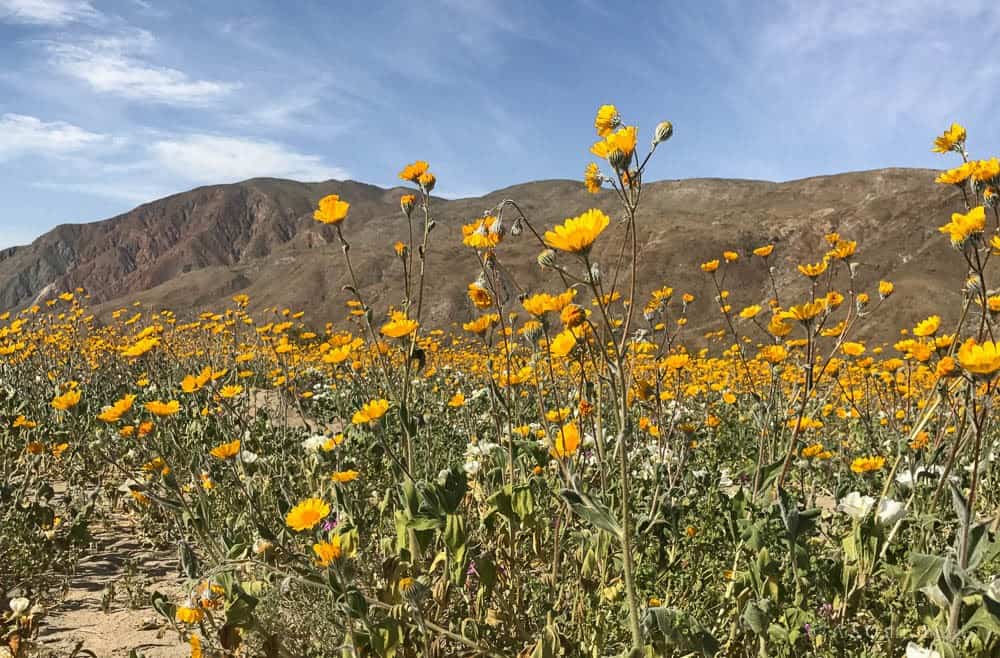 The Weekly Postcard California's Desert 'Super Bloom'