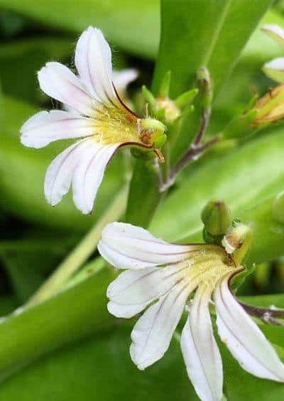Naupaka flower Naupaka flower