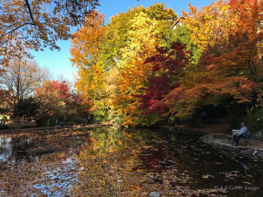 Fall Foliage in Southern Oregon: When and Where to See It