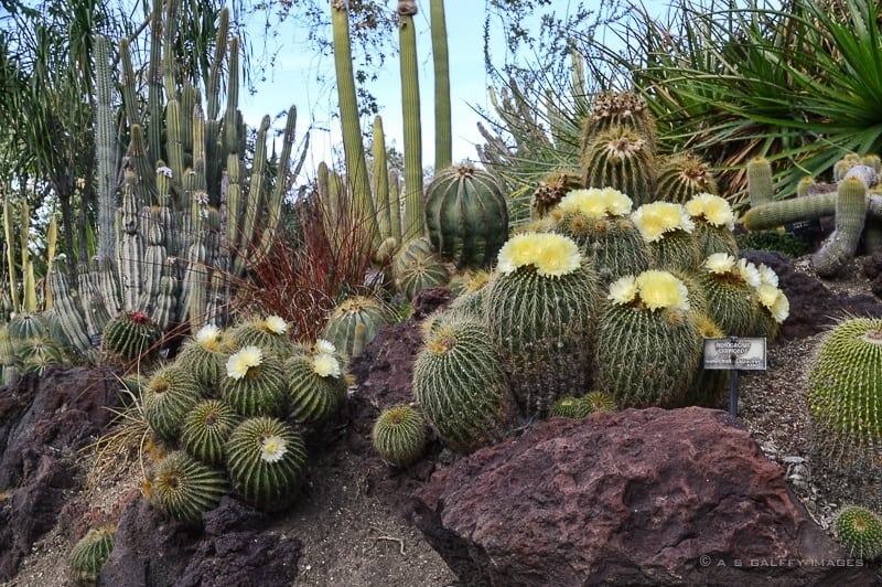 Day trip to Huntington Library and Gardens