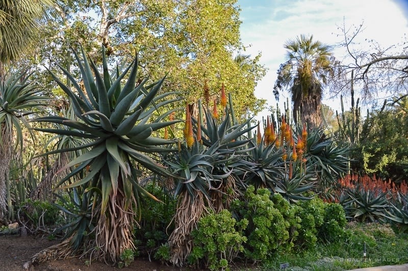 Huntington Gardens