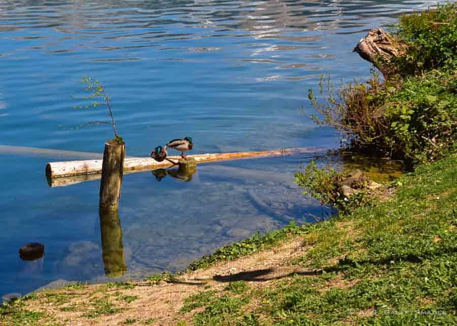 Mallard ducks on Lake Bled