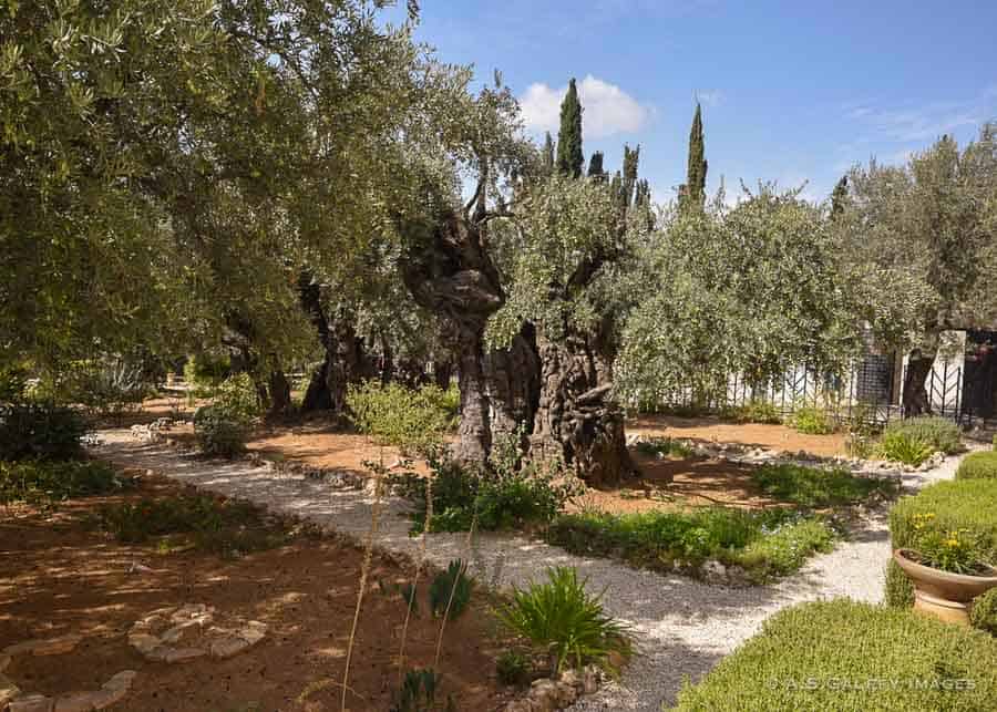 The Garden of Gethsemane