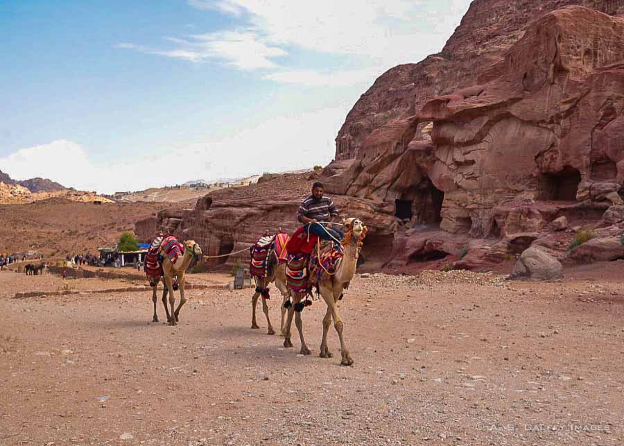 Camels walking in Petra