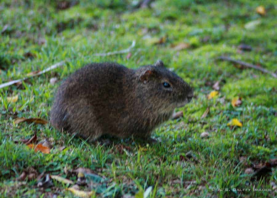 Agouti