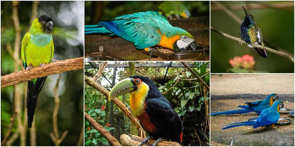 Birds at the aviary in Brazil