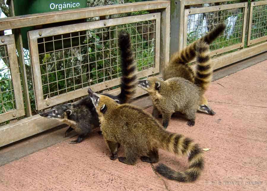 Coatis