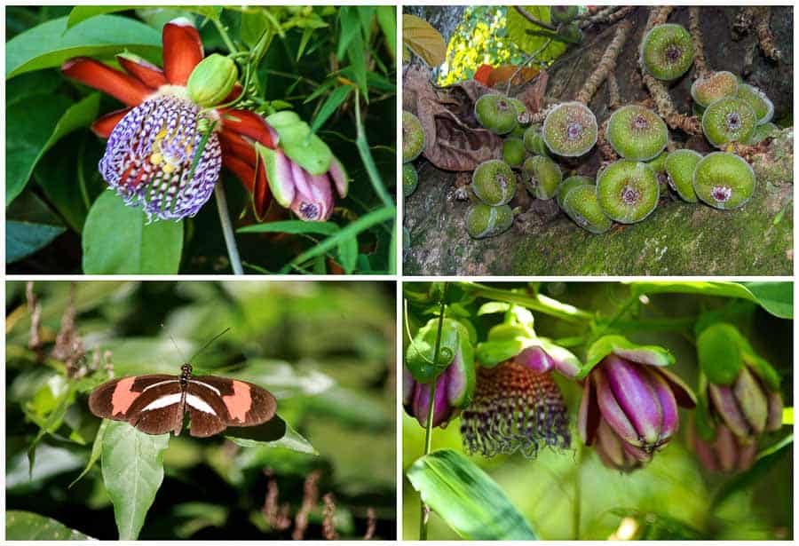 Flora at Iguazu Falls