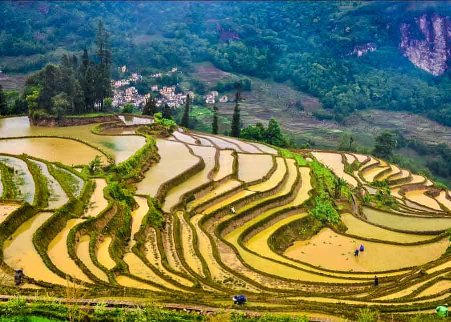 image depicting the Yuanyang Terraced Fields in China